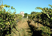 Foto Vigne